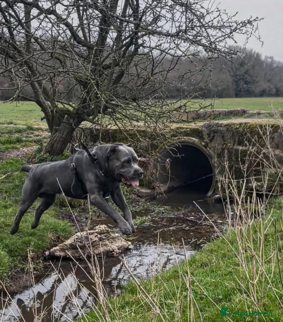 Cane Corso dogs for sale: 19 week male cane corso  - Image 8