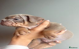 English Bulldog dogs for sale: English Bulldog Puppies  - Image 12