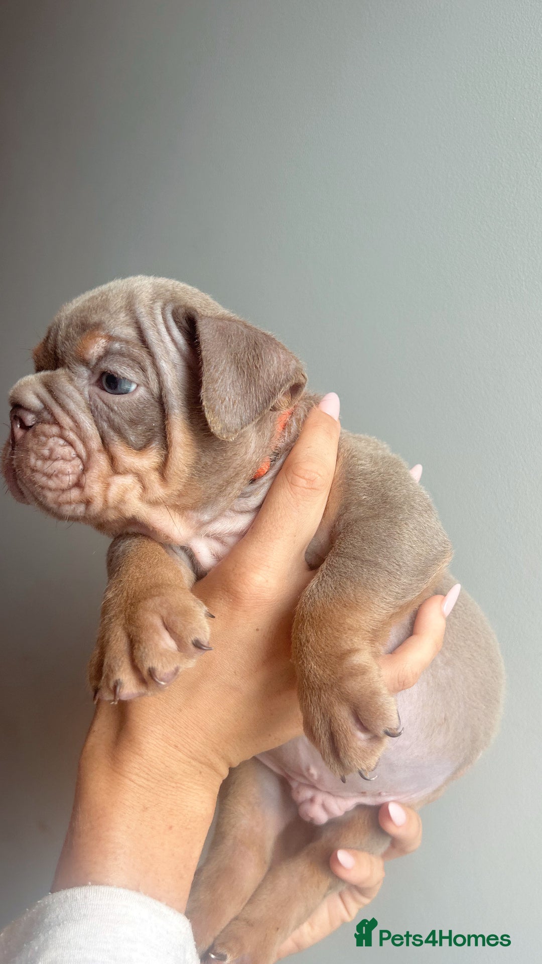 English Bulldog dogs for sale: English Bulldog Puppies  - Image 12
