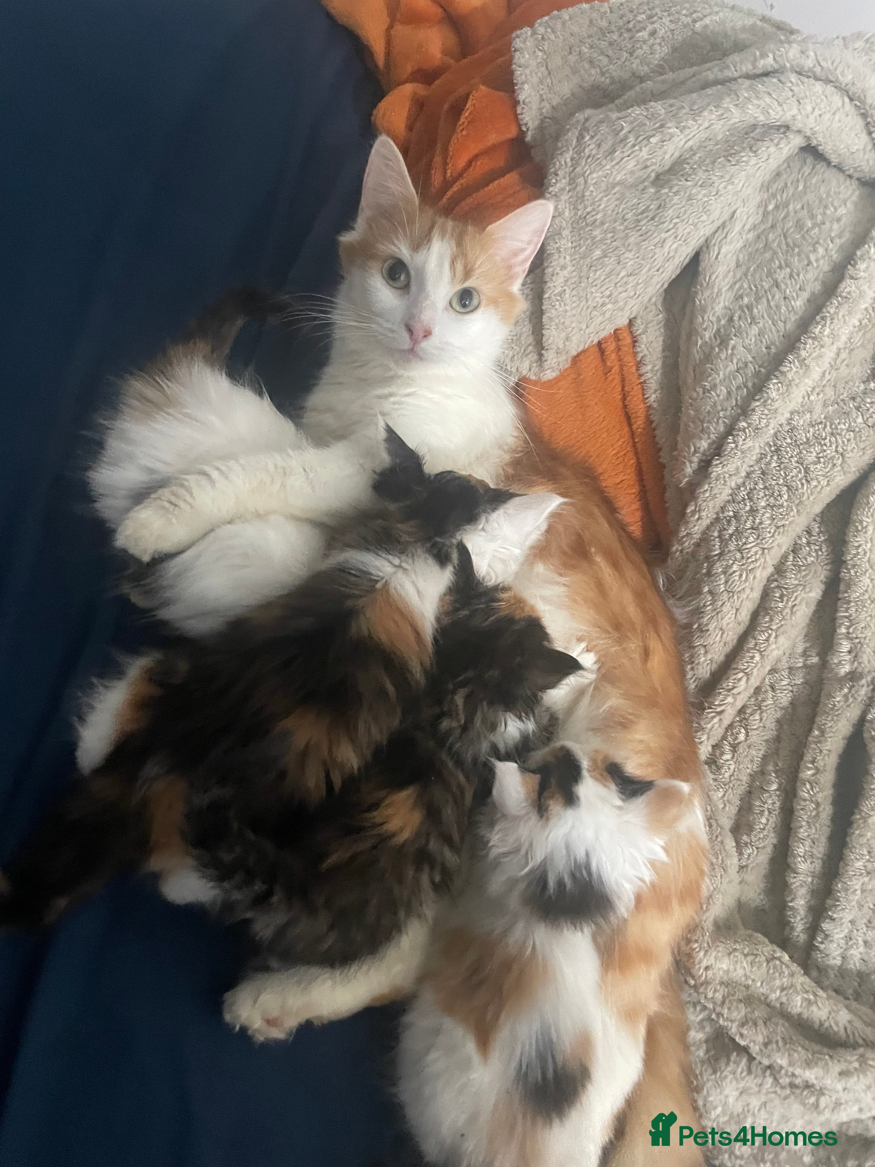 RagaMuffin cats Kittens for sale  - Advert 4