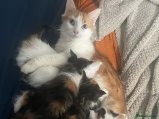 RagaMuffin cats Kittens for sale - Advert 1