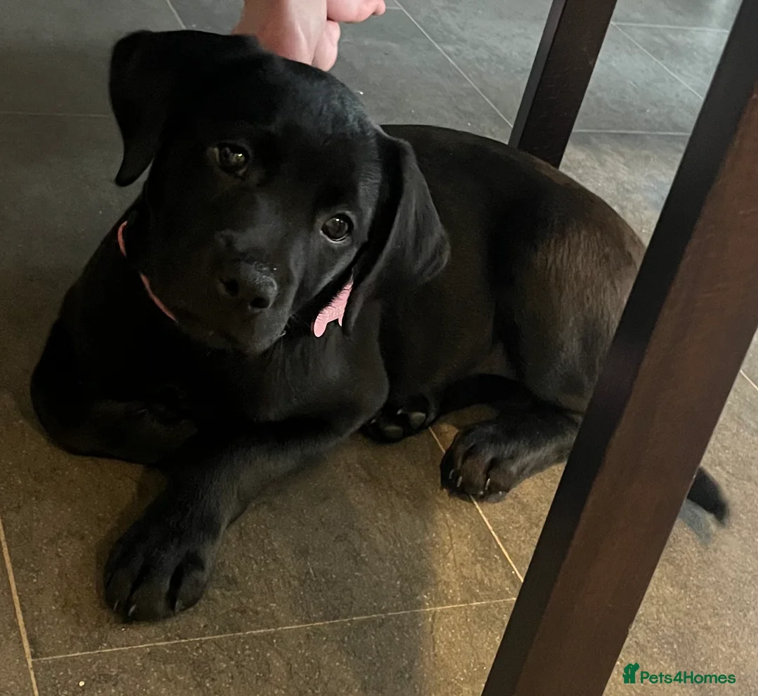 Labrador Retriever dogs for sale: Beautiful lab female  - Advert 13
