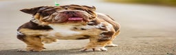 Dorset Olde Tyme Bulldogge dogs for stud: Limited Availability  Proven Bulldog Stud Services - Advert 2