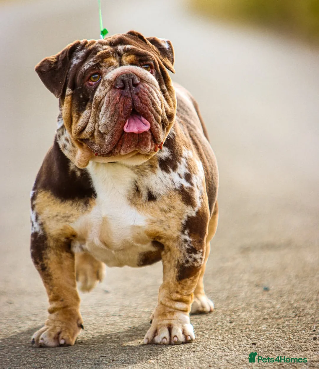 Dorset Olde Tyme Bulldogge dogs for stud: Limited Availability  Proven Bulldog Stud Services - Advert 2