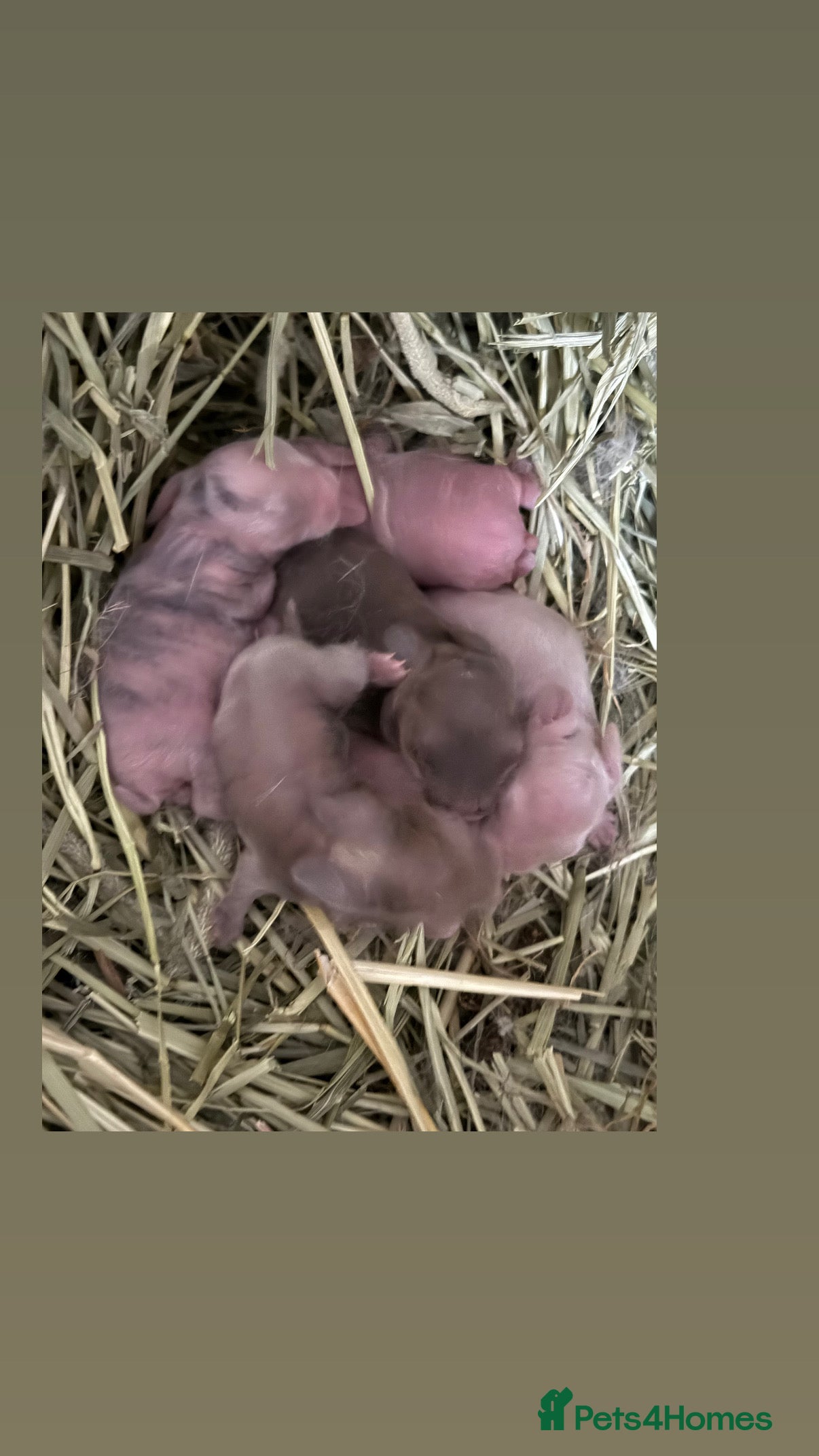 Mini Lop rabbits Gorgeous Mini Lops  - Advert 17