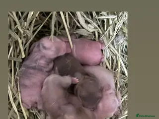 Mini Lop rabbits Gorgeous Mini Lops - Advert 12