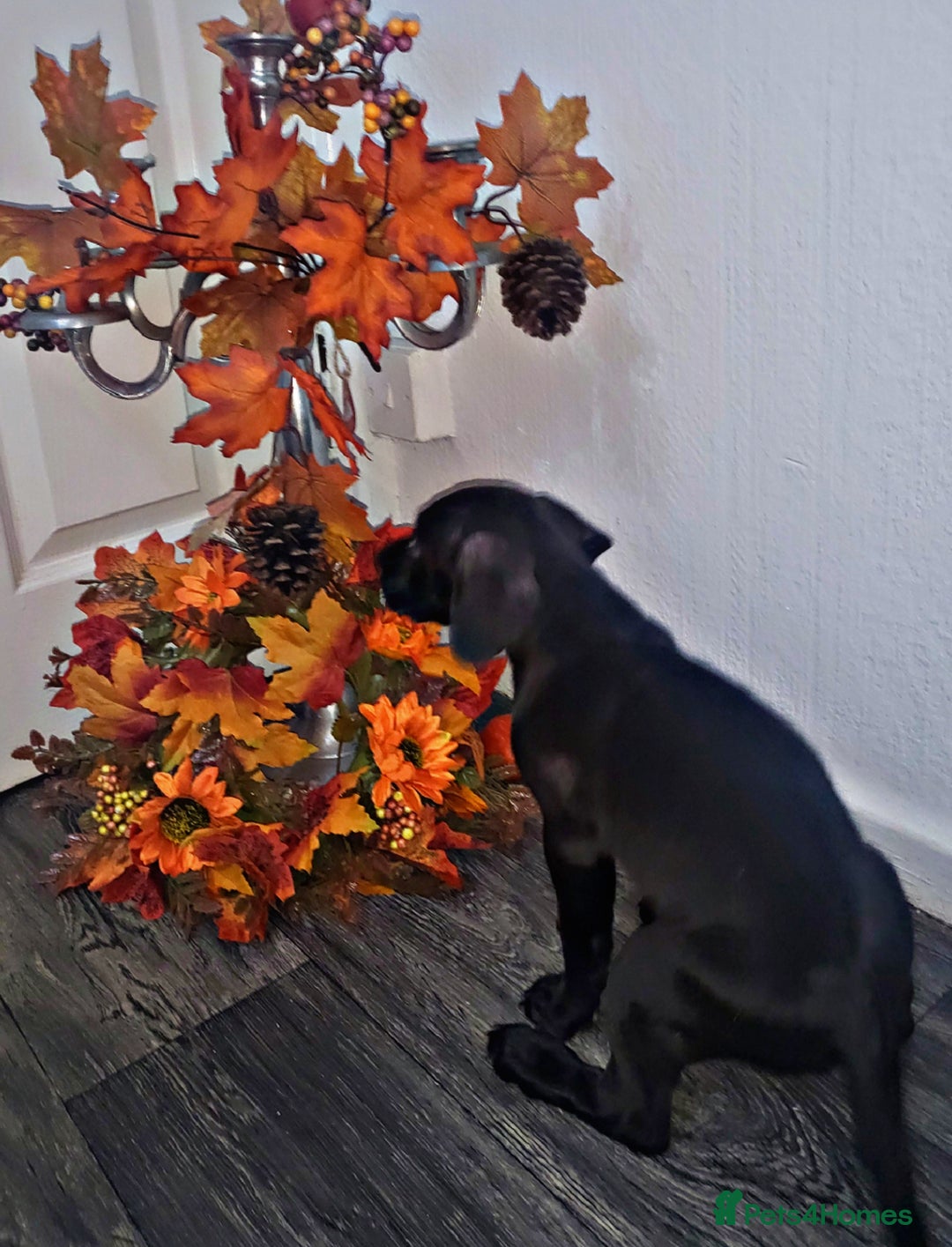 Mixed Breed dogs for sale: Beautiful mixed breed puppies - Image 7