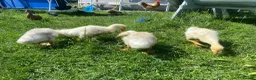 Geese poultry for sale: Stunning hand reared friendly Embden Gander - Advert 8