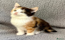 Mixed Breed cats for sale: STUNNING BOY AND GIRL KITTENS - Image 7