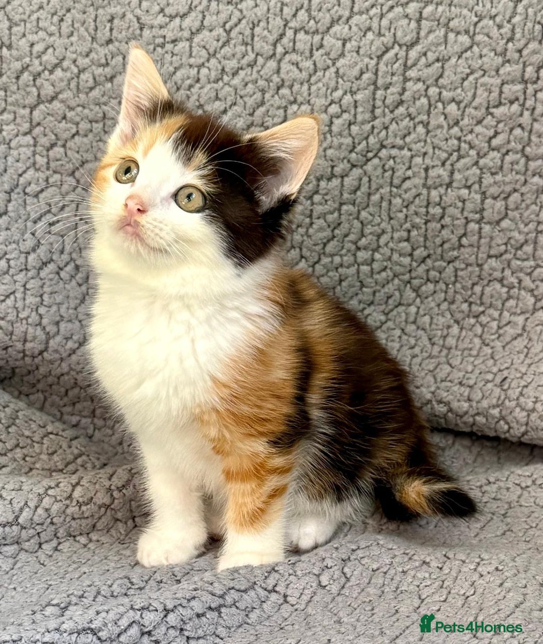 Mixed Breed cats for sale: STUNNING BOY AND GIRL KITTENS - Image 7