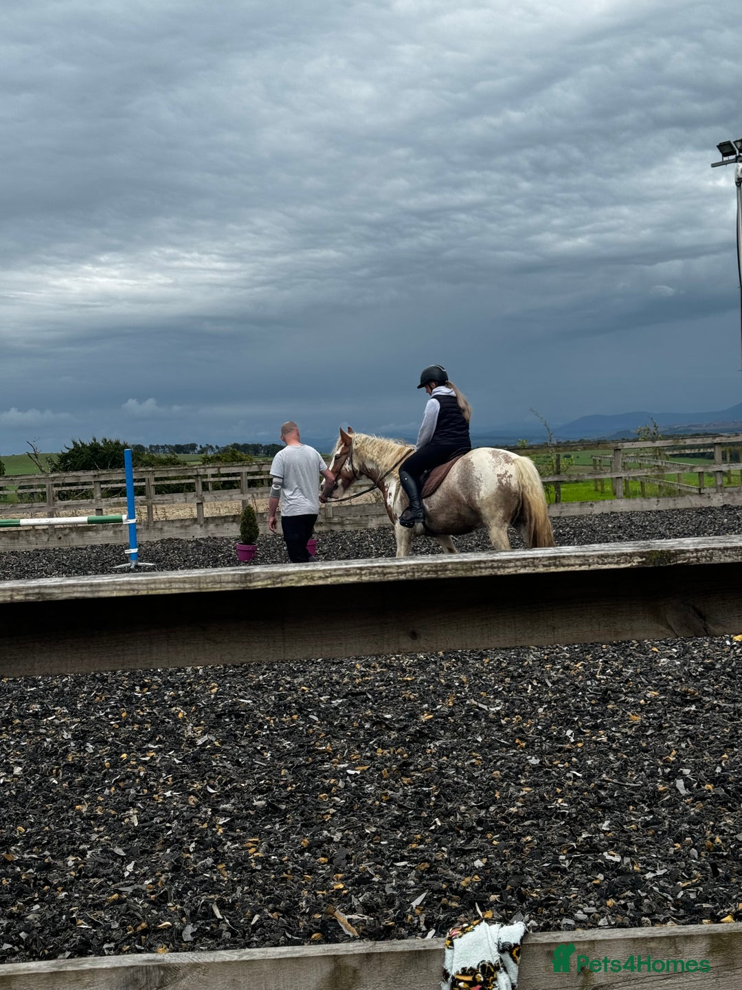 Irish Cob horses for sale: Asby Mills cob lightly backed  - Image 5