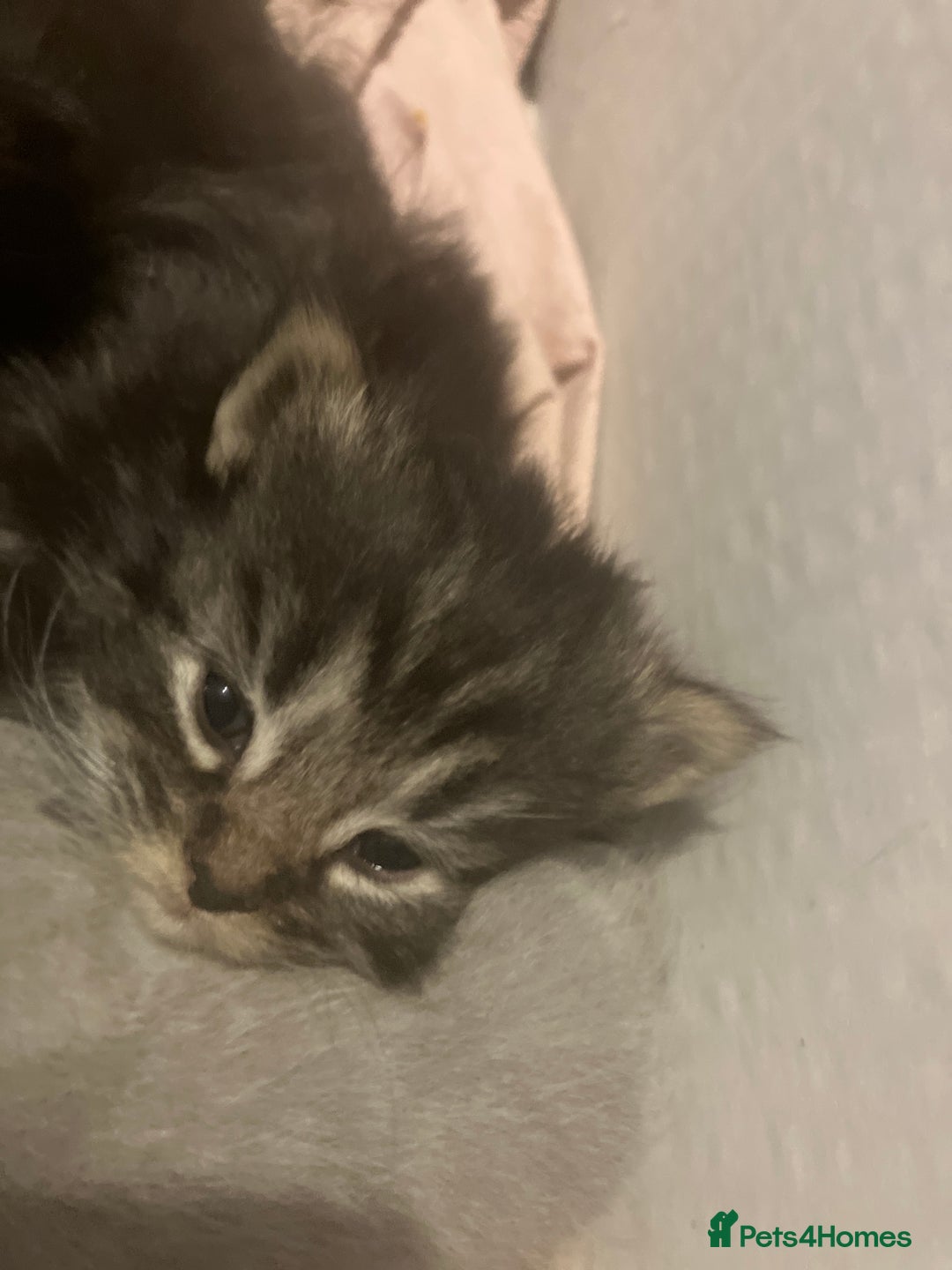 Mixed Breed cats for sale: Half british short hair kittens for reserve - Advert 4