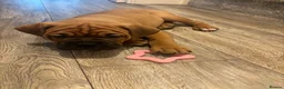Mixed Breed dogs for sale: Beautiful family pet in Sunderland - Advert 12