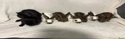 English Spot rabbits for sale: English spot  - Advert 2