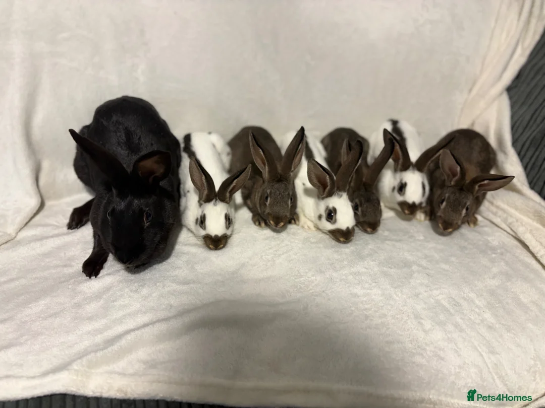 English Spot rabbits for sale: English spot  - Advert 2