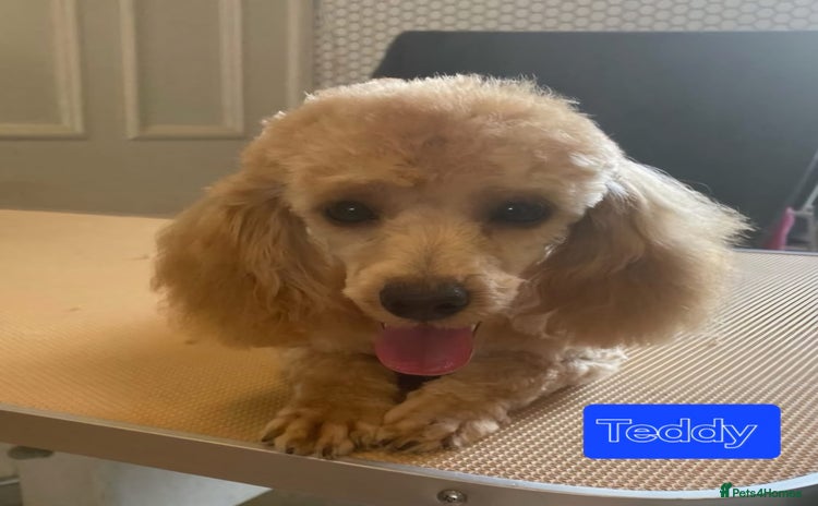 Toy Poodle dogs - Advert 6
