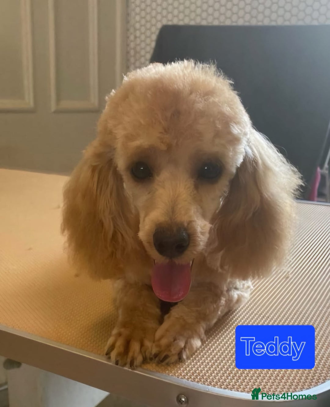 Toy Poodle dogs for sale: Bichapoo for sale - Image 1