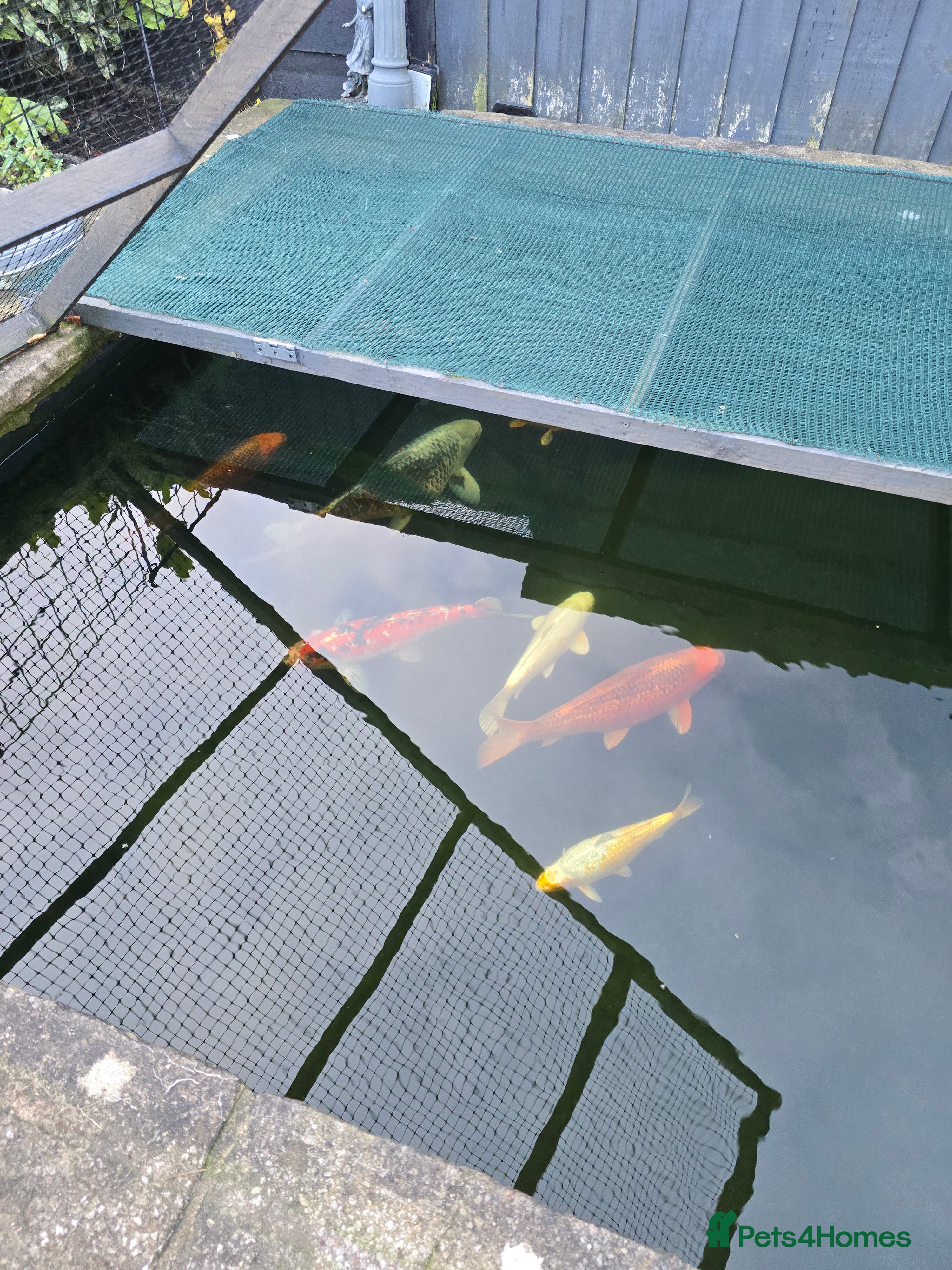 Koi Carp fish 7 x Koi Carp - Advert 14