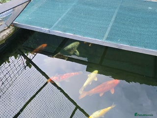 Koi Carp fish 7 x Koi Carp - Advert 1