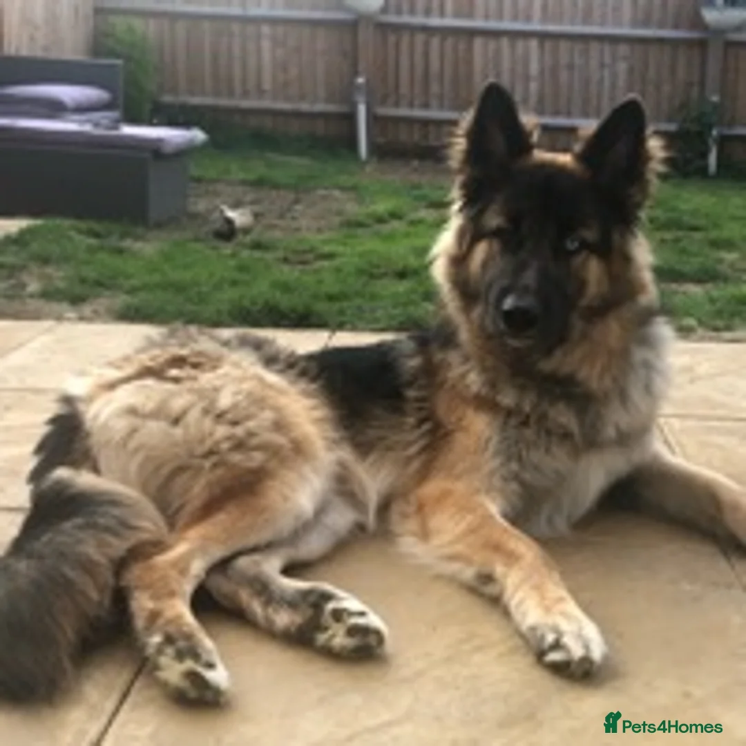 German Shepherd dogs for stud: German Shepard up for stud  in Erith - Advert 7