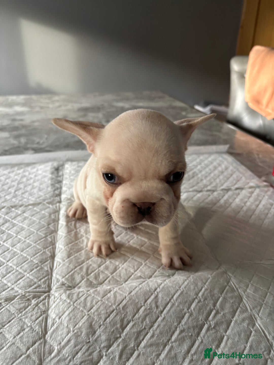 French Bulldog dogs for sale:  French bulldogs  - Advert 33