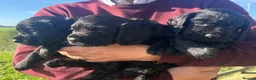 Cocker Spaniel dogs for sale: Stunning KC working cockers exceptional parents - Advert 20