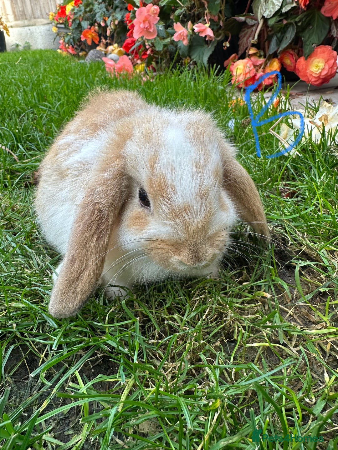 Mini Lop rabbits for sale: Mini Lop Rabbits  - Image 9