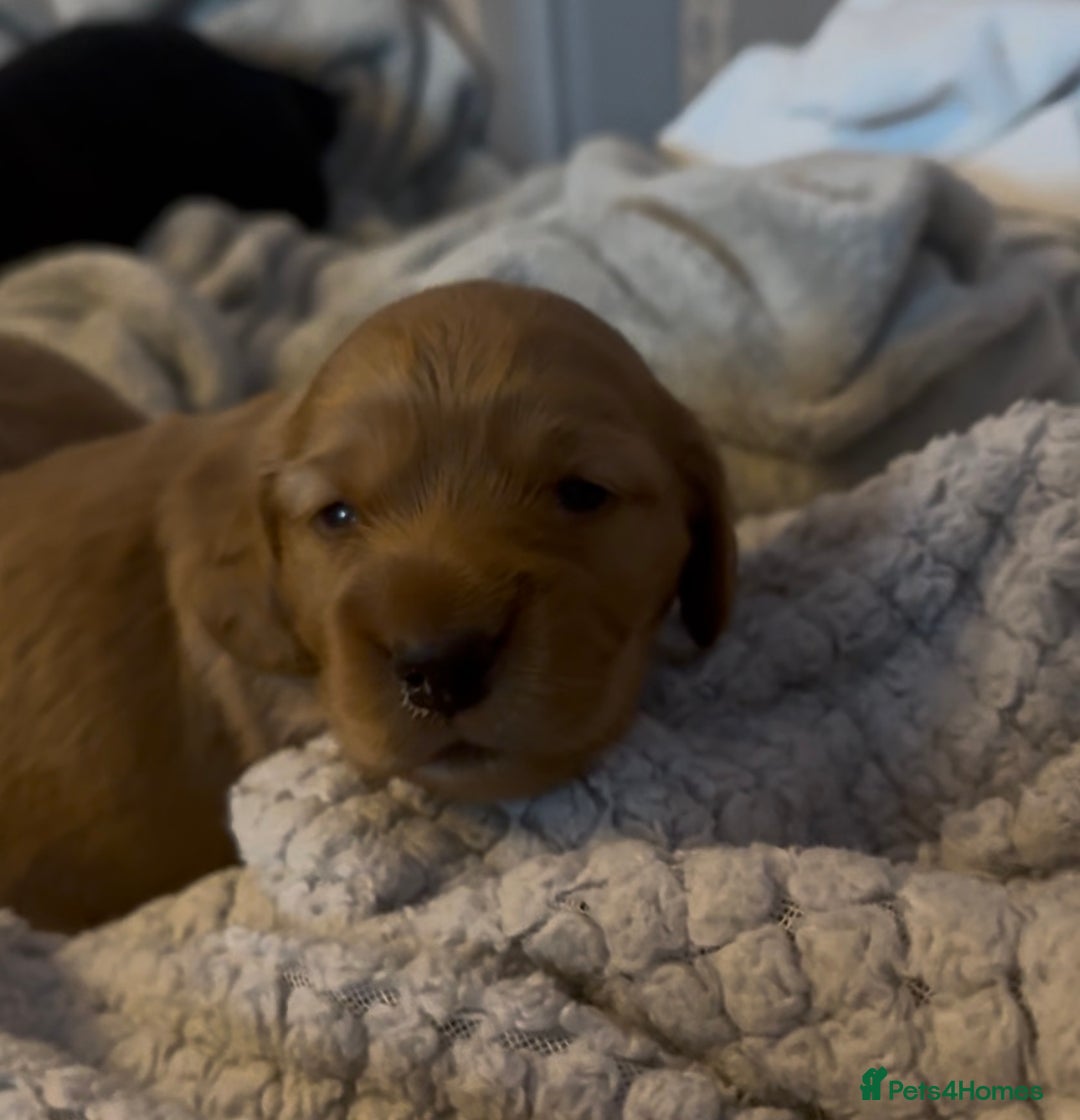 Mixed Breed dogs for sale: Show Cocker X Miniature dachshund Puppies - Image 13