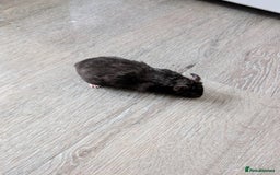 Hamster rodents for sale: Hamster - Image 1