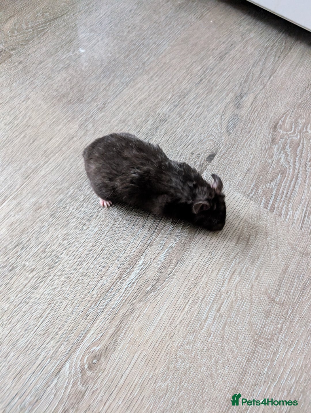 Hamster rodents for sale: Hamster - Image 1