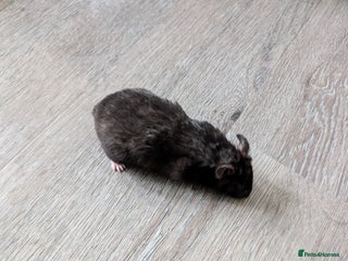 Hamster rodents - Advert 24