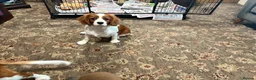 Cavalier King Charles Spaniel dogs for sale: KC Blenheim cavalier King Charles spaniels  - Advert 3