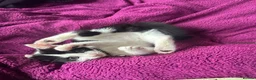 American Shorthair cats for sale: Oreo American Shorthair  - Advert 1