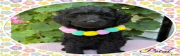 Labradoodle dogs for sale: 💐CAN STAY FOR HOLIDAYS💐RARE OPPORTUNITY💐 - Advert 18