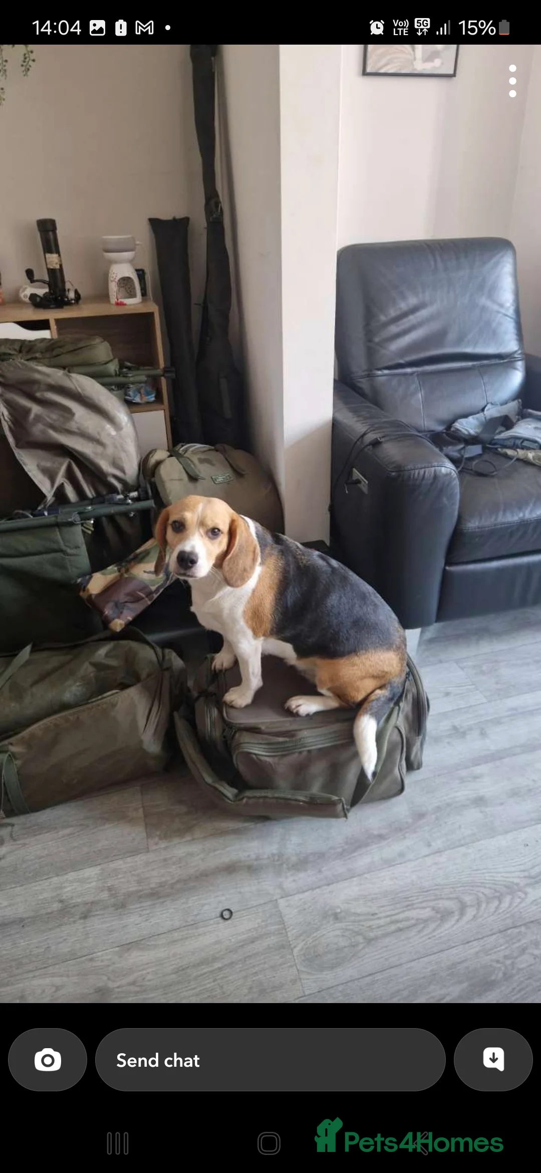 Beagle dogs for sale: Female beagle  - Advert 2