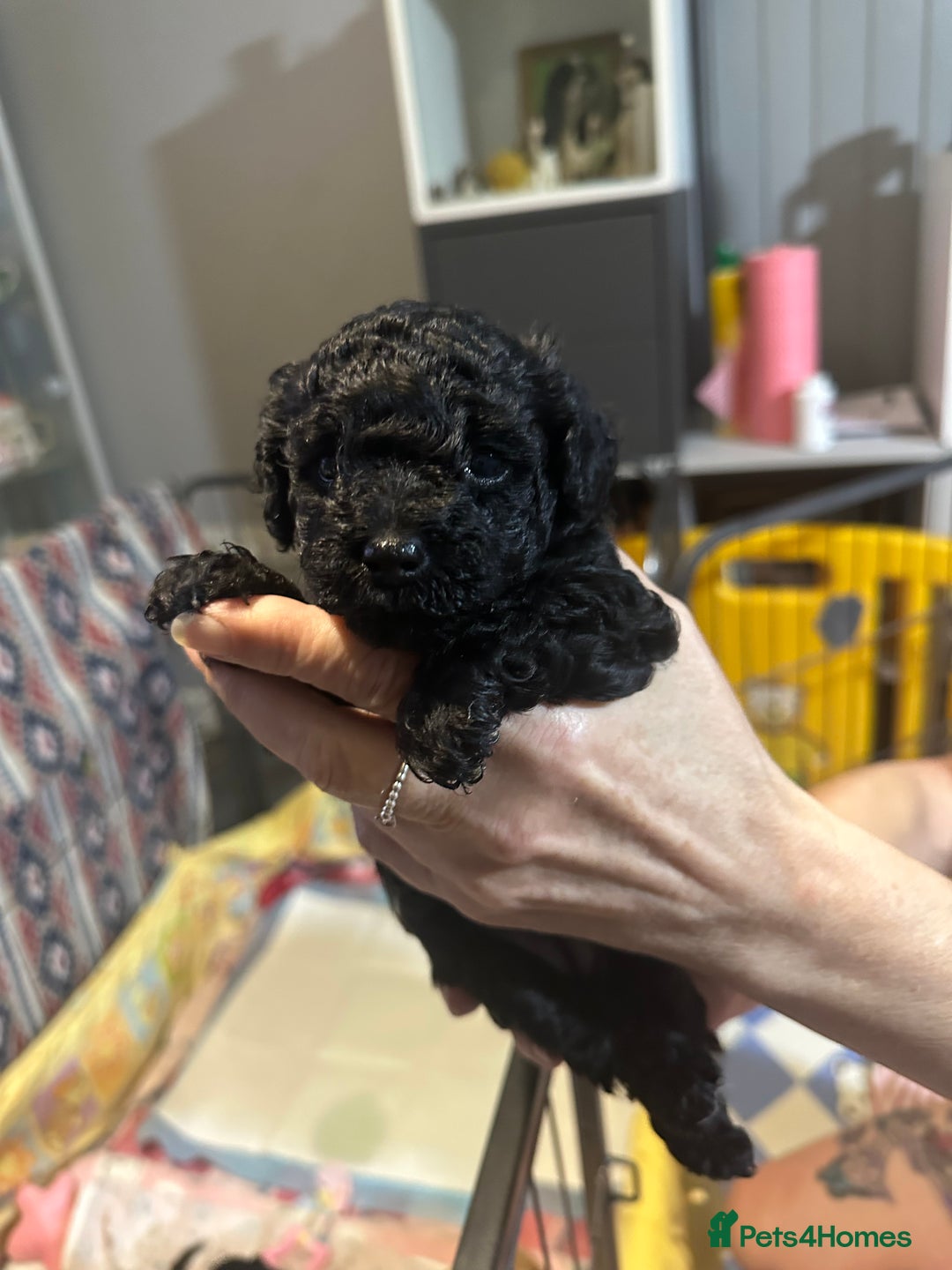 Yorkiepoo dogs for sale: Yorkiepoo puppies for sale - Image 5