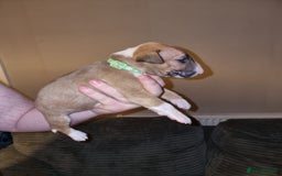English Bull Terrier dogs for sale: English bull terrier  - Image 23