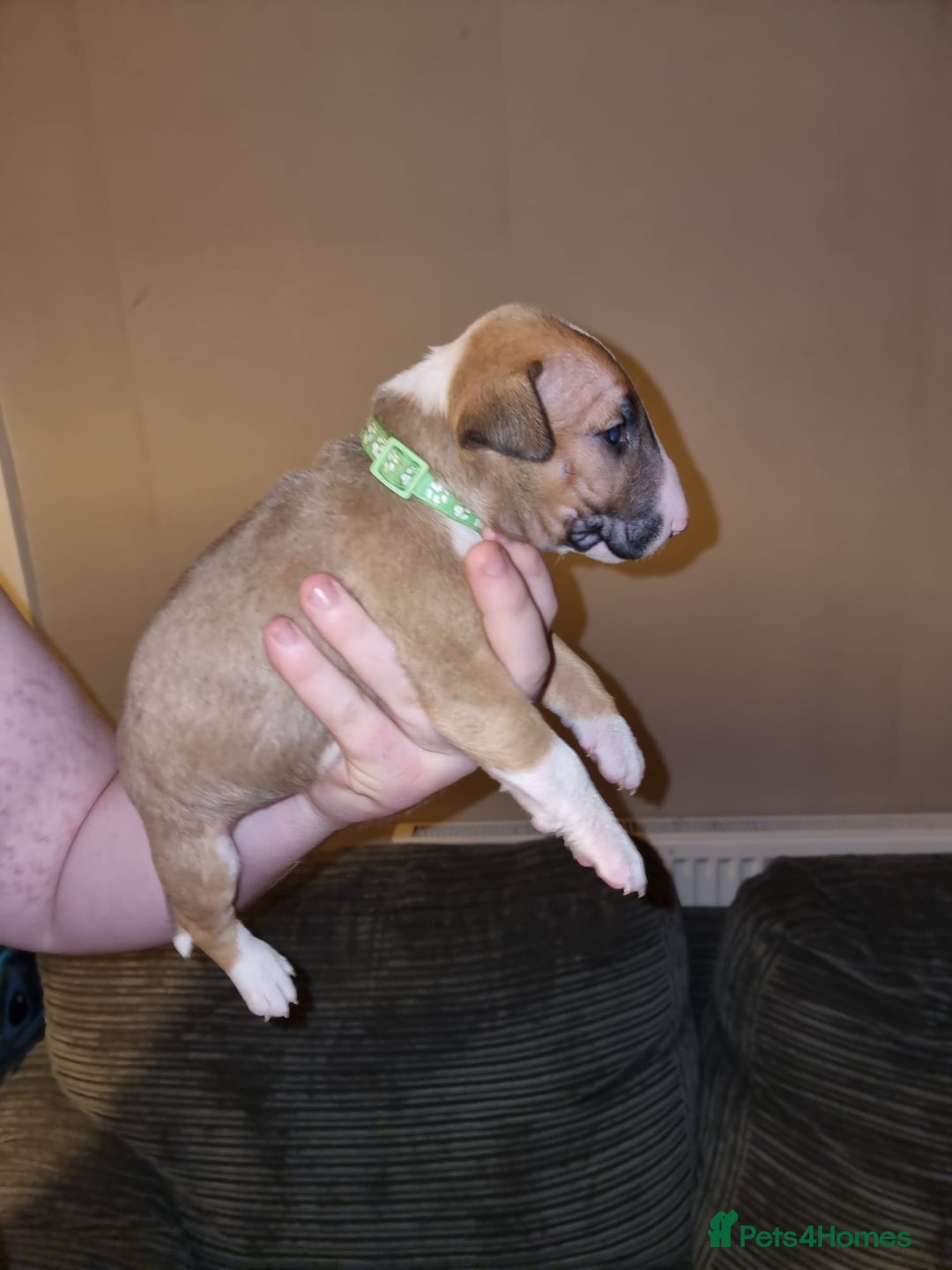English Bull Terrier dogs for sale: English bull terrier  - Image 23