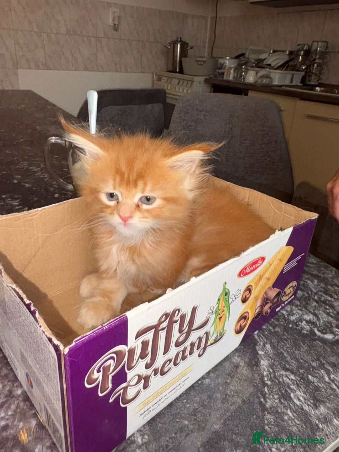 Maine Coon cats for sale: 3 Maine Coon for sale - Advert 3