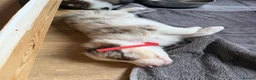 Border Collie dogs for sale: Red & white tri Merle border collie puppies puppy - Advert 5