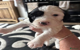 Sproodle dogs for sale: Spoodles - Image 6