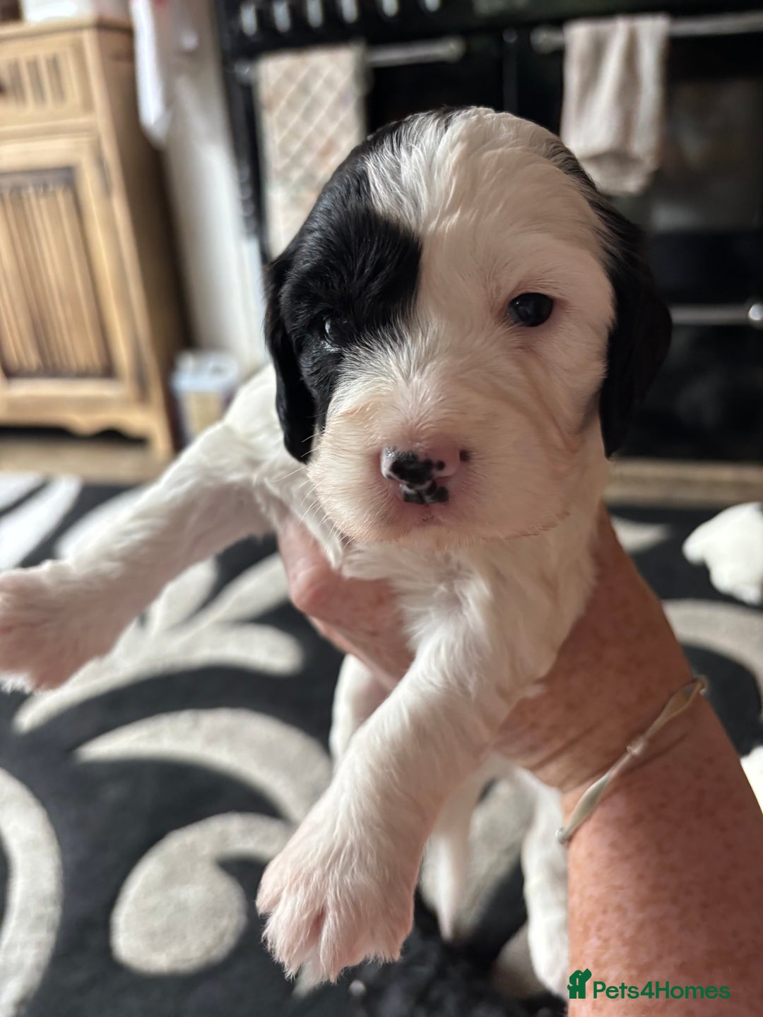 Sproodle dogs for sale: Spoodles - Image 6