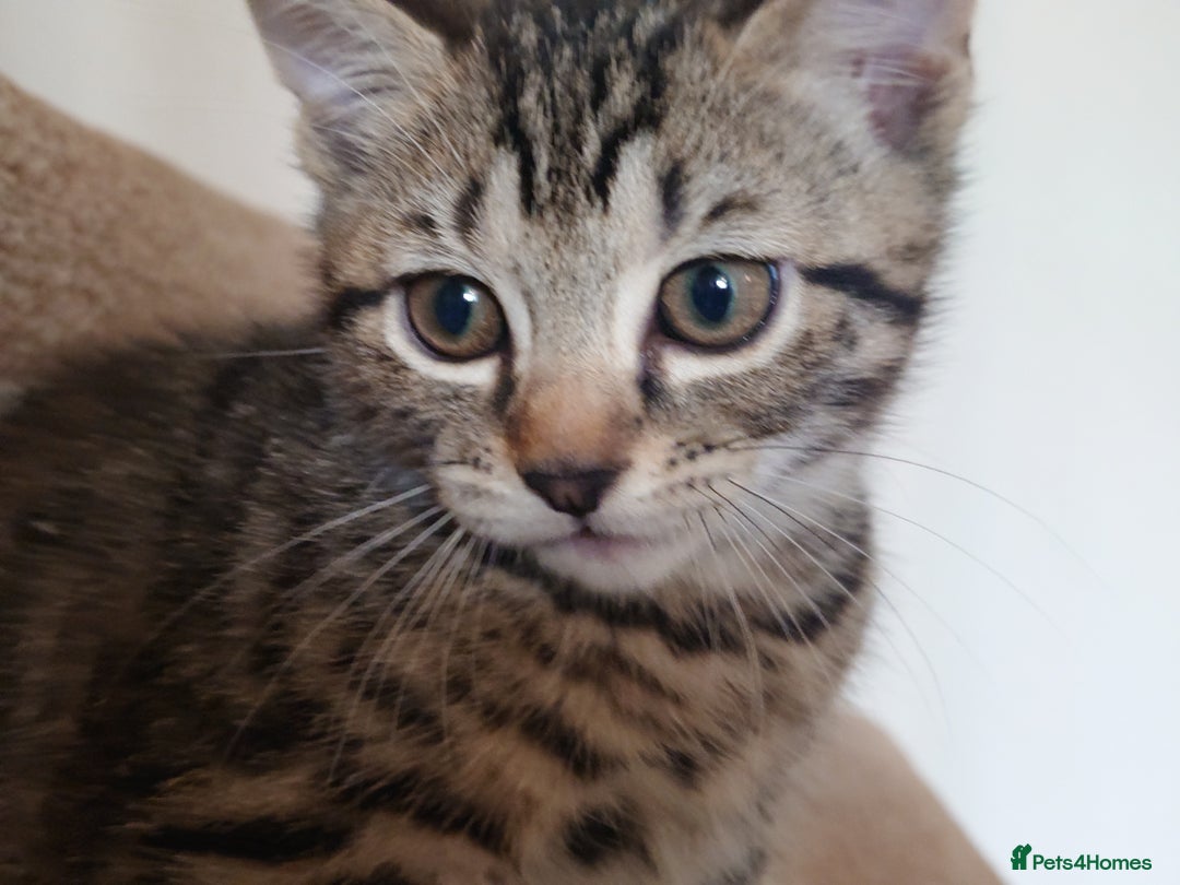 Mixed Breed cats for sale: 6 kittens of a Persian mum with Tuft ears. - Advert 12