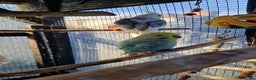 Budgerigars birds for sale: Baby budgies for sale from 15th Dec  - Advert 22