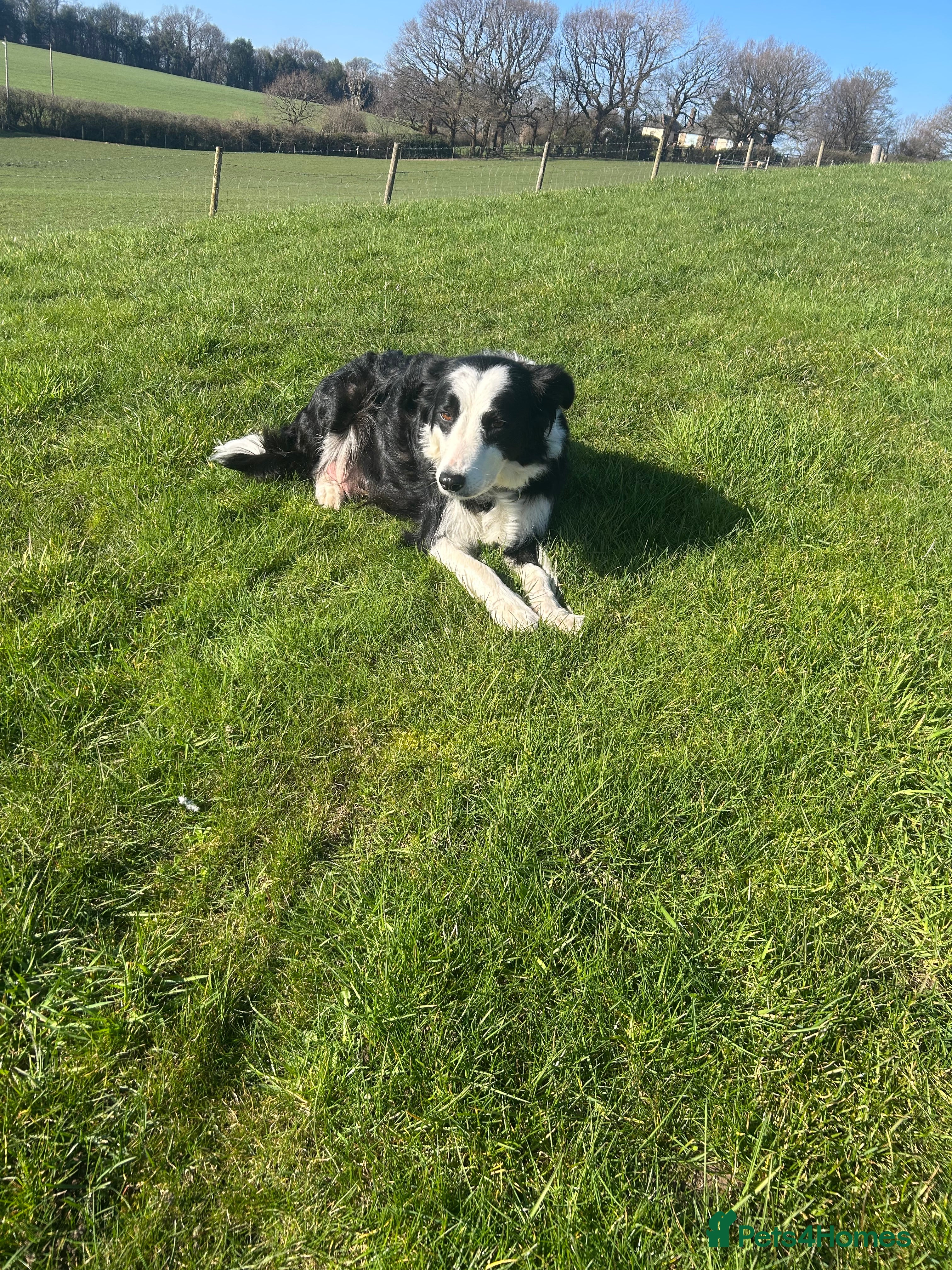 Border Collie dogs Border Collie pups looking for a new home🏡 in Barnsley - Advert 1