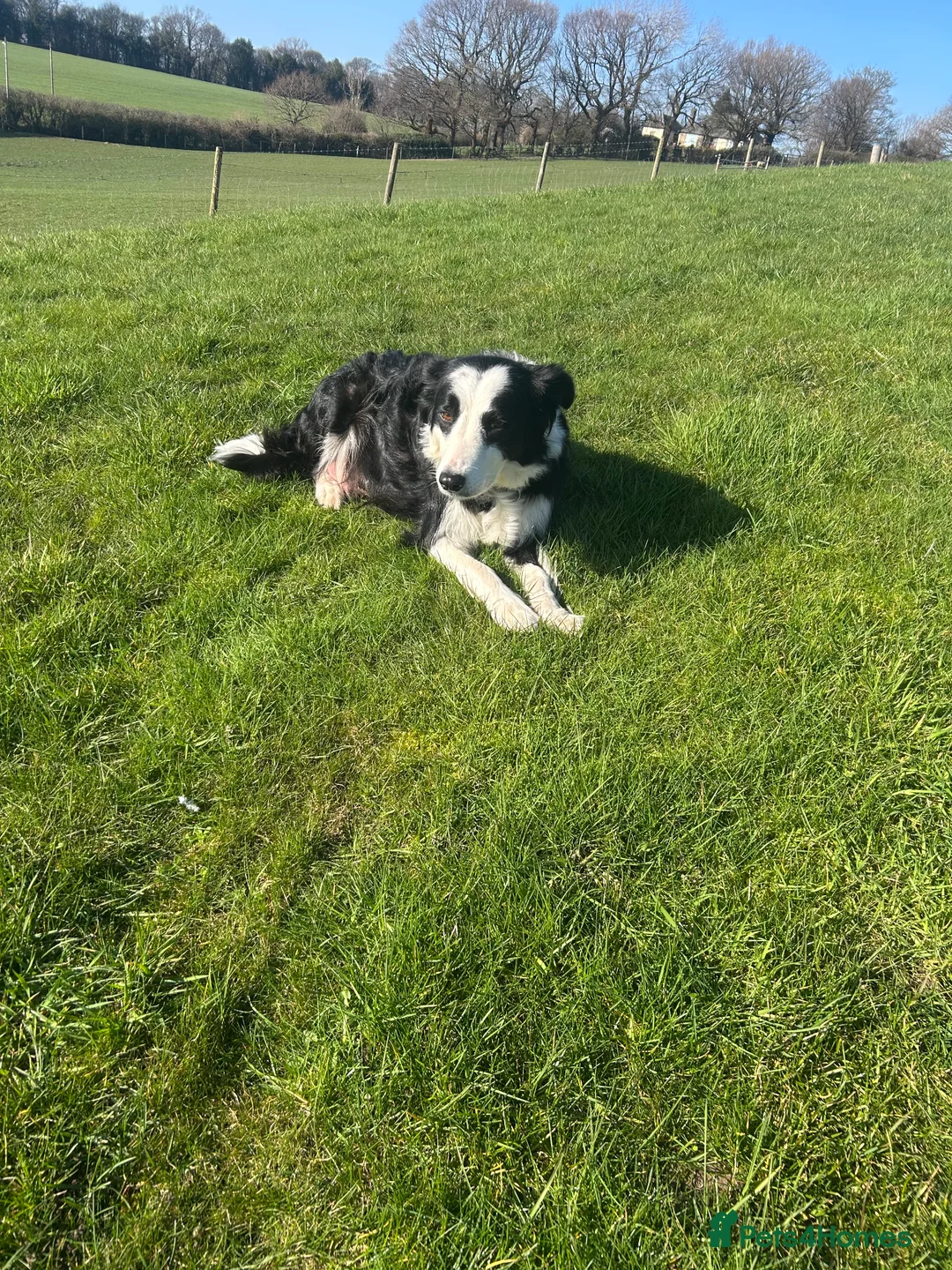 Border Collie dogs for sale: Border Collie pups looking for a new home🏡 in Barnsley - Advert 1