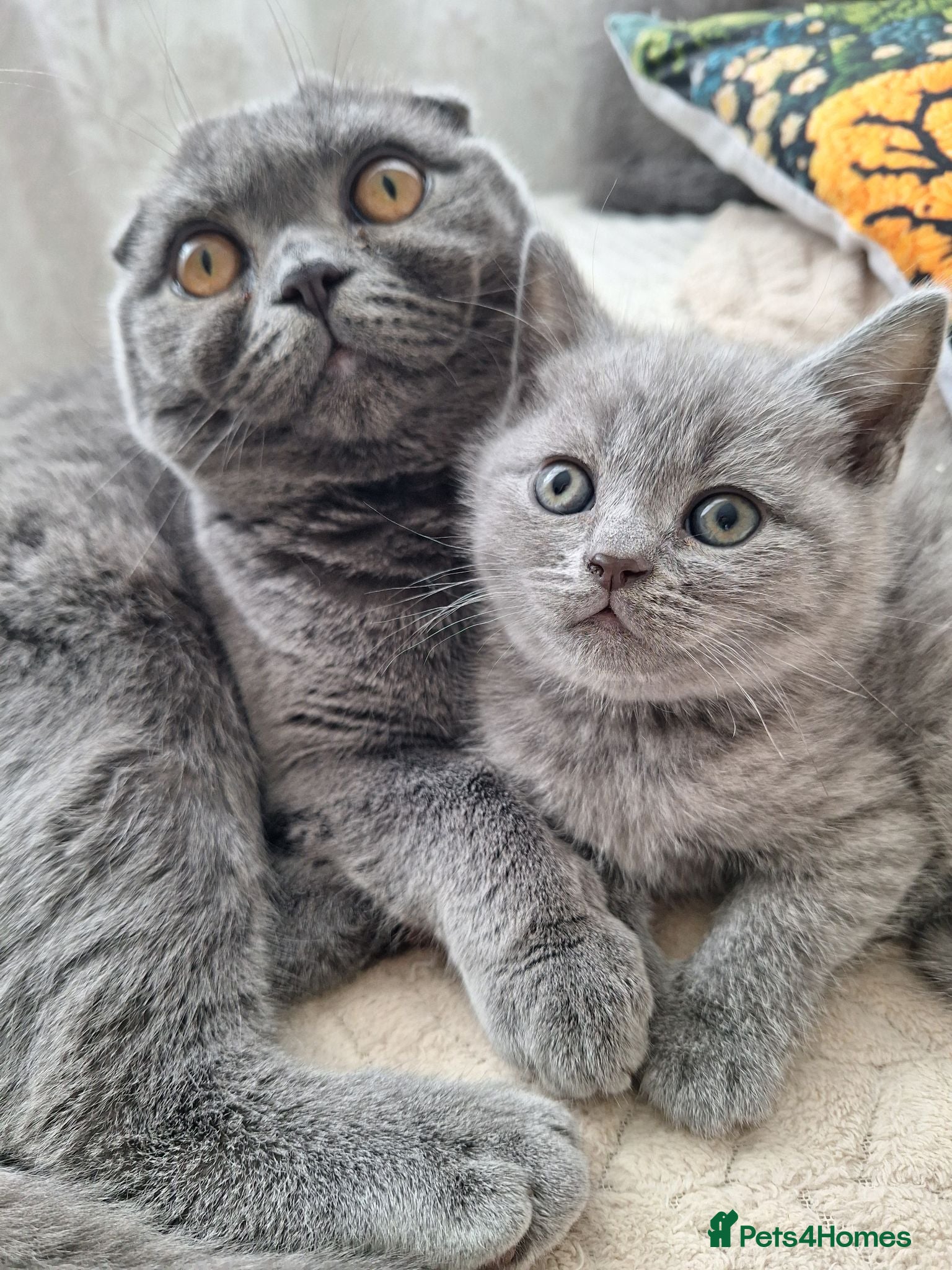 Scottish Fold cats for sale: Scotish fold kittens for sale - Advert 1
