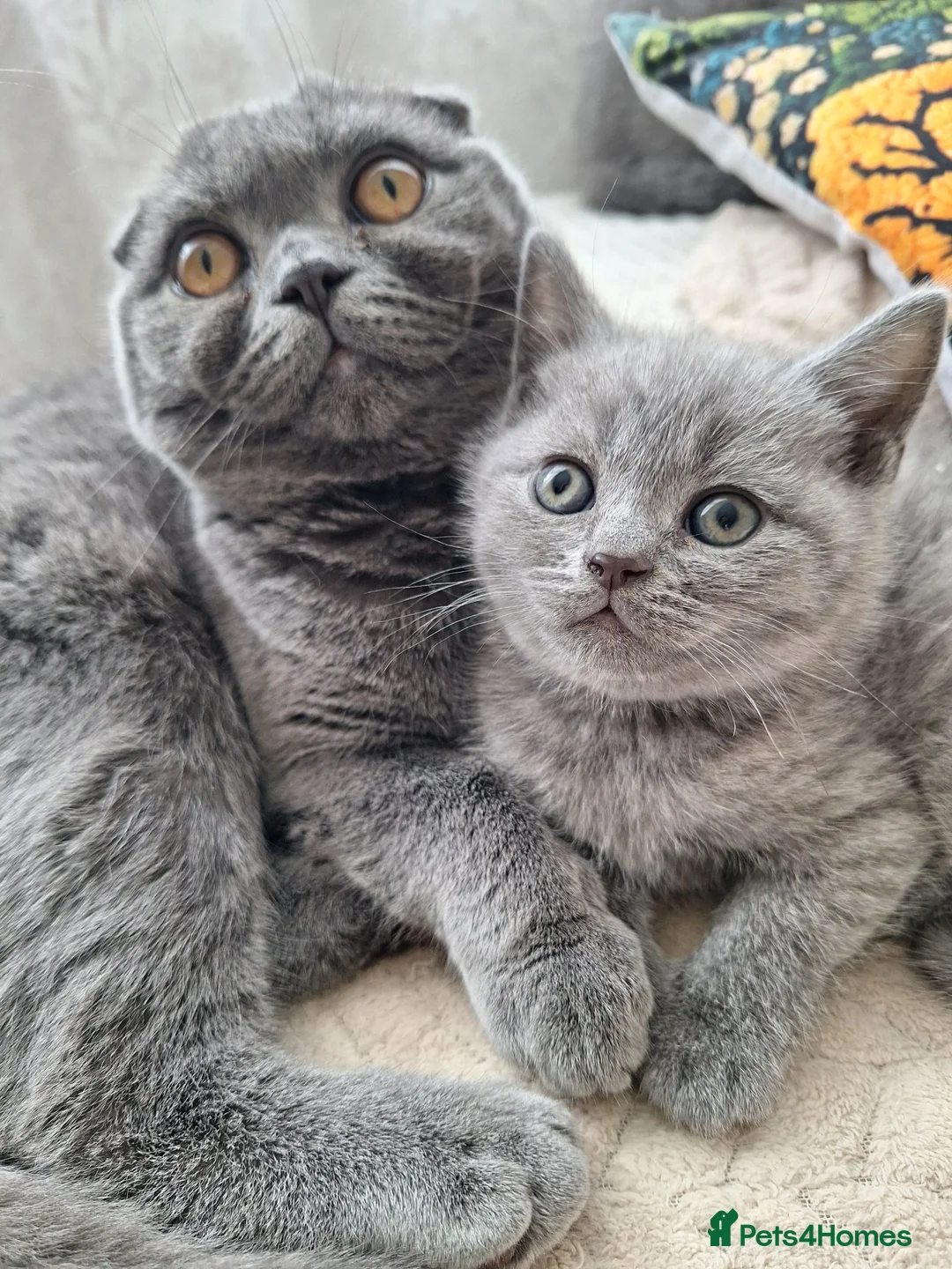 Scottish Fold cats for sale: Scotish fold kittens for sale in Boston - Advert 1