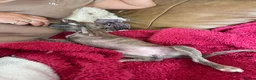 Mixed Breed dogs for sale: Stunning Wiggy’s Italian greyhound x whippet  - Advert 19