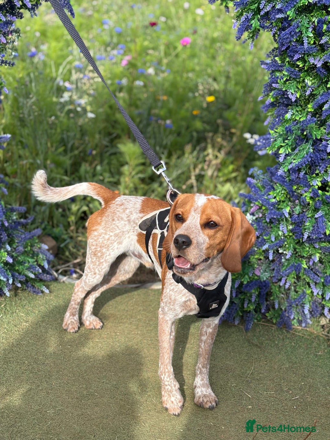 Beaglier dogs for sale: 13 month old beaglier  - Advert 1